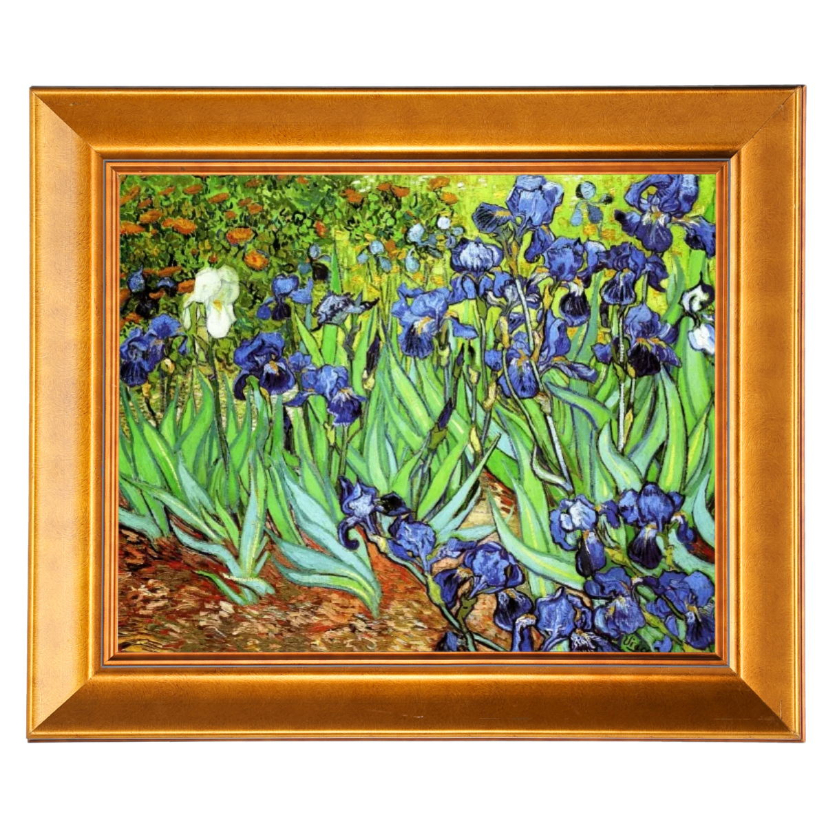 Irises II- Floral Wall Art Prints Decor For Living Room